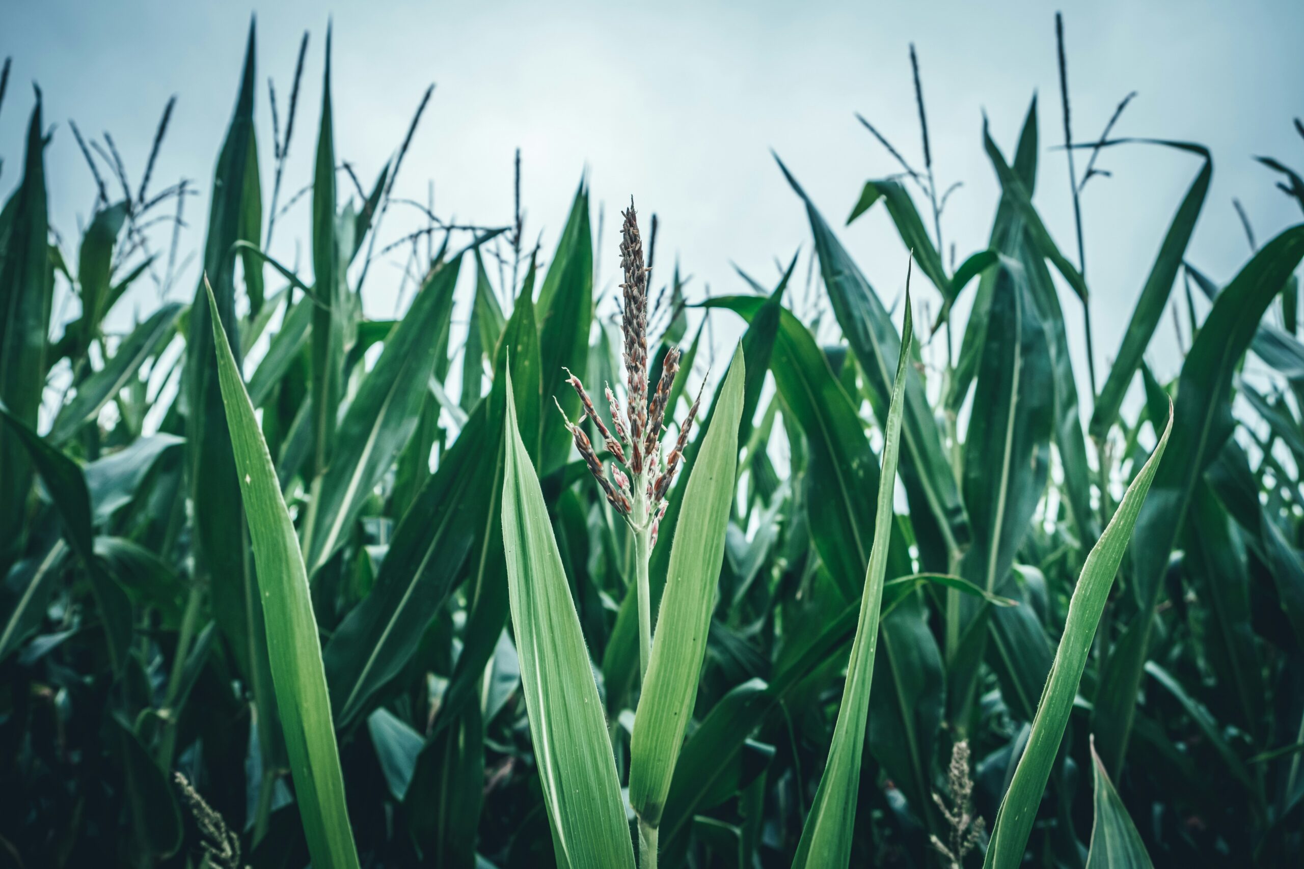 Biofuel