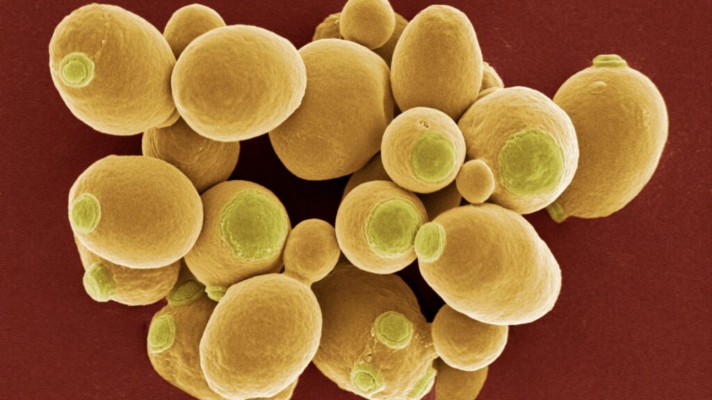 Yeast