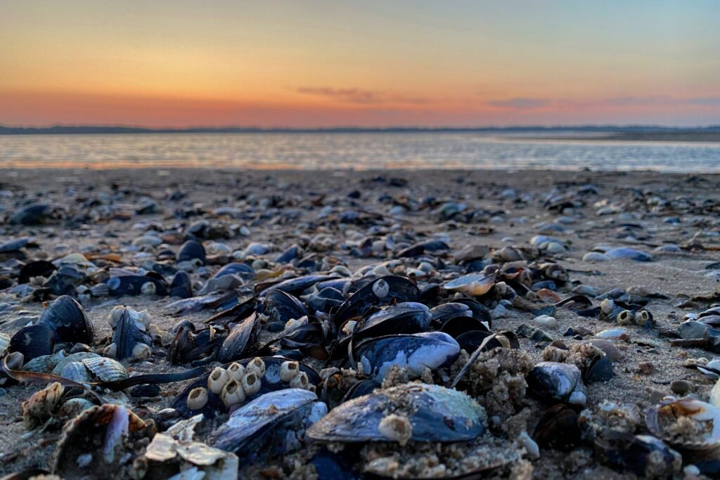Havet muslinger